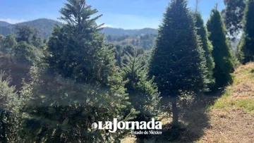 Esperan venta de 470 mil árboles de Navidad naturales en Edomex
