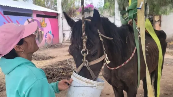 Protectoras piden apoyo para animales rescatados en Edomex