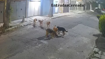 Vecinos de Tecámac alertan por jauría de perros y piden intervención de autoridades [VIDEO]