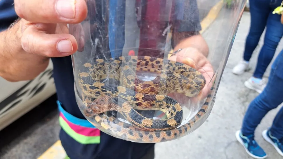 Serpiente cincuate fue arrastrada por las lluvias a calles de Ecatepec