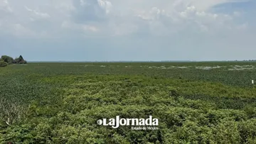 Lirio limita agua disponible en Edomex: Especialistas