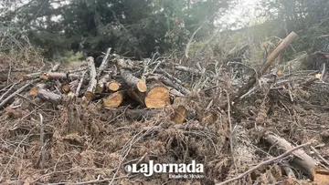 Tala ilegal en el Estado de México