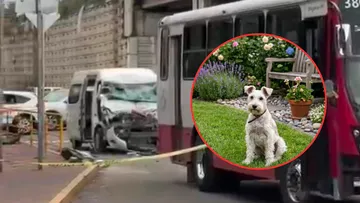 Perrita que se extravió tras accidente en la México-Toluca es buscada por familiares