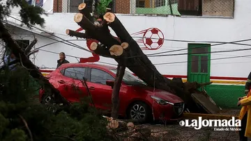 (VIDEO) Cae árbol encima de vehículo en Toluca