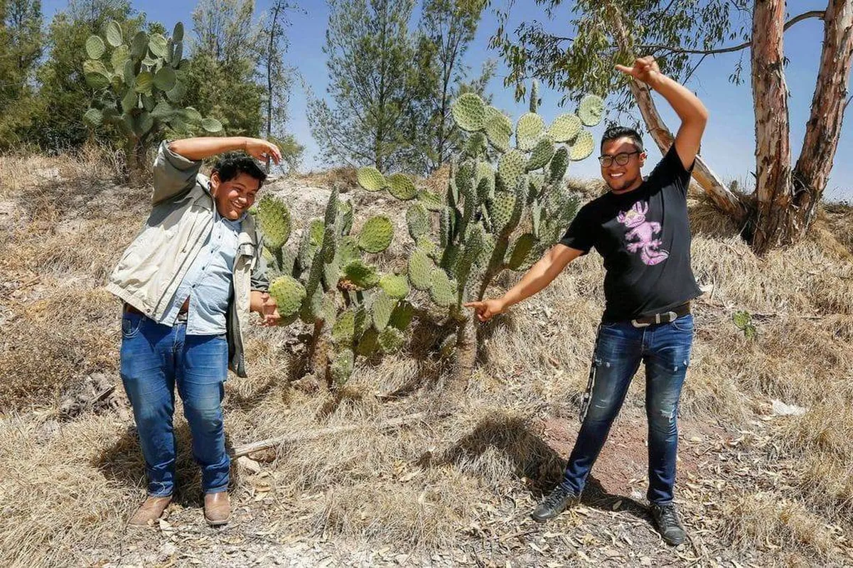 Zumpango: Estudiantes de la UAEMéx cultivan nopal para combatir la sequía