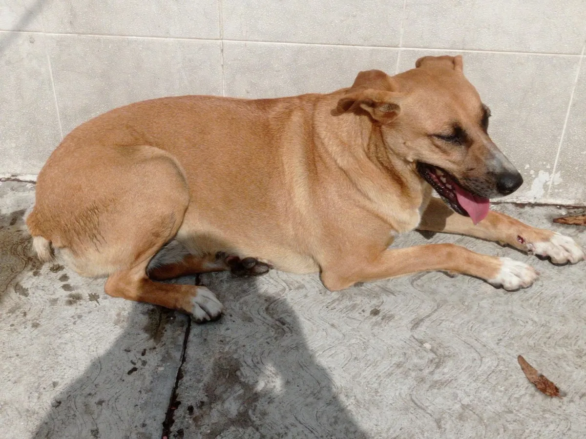 Indigna nuevo caso de maltrato animal; van 191 denuncias penales en el Edomex