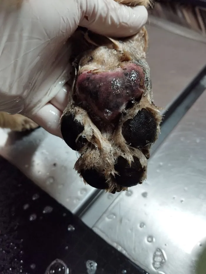 Rescatan a perrito en zona de incendio forestal en Huehuetoca