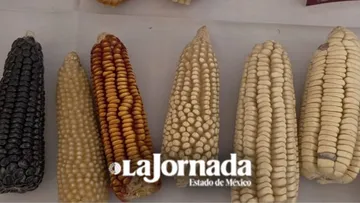 Edomex espera mantener precio de garantía del maíz