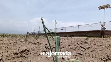 Campo analiza indemnización a productores, maíz el más afectado en toda la entidad