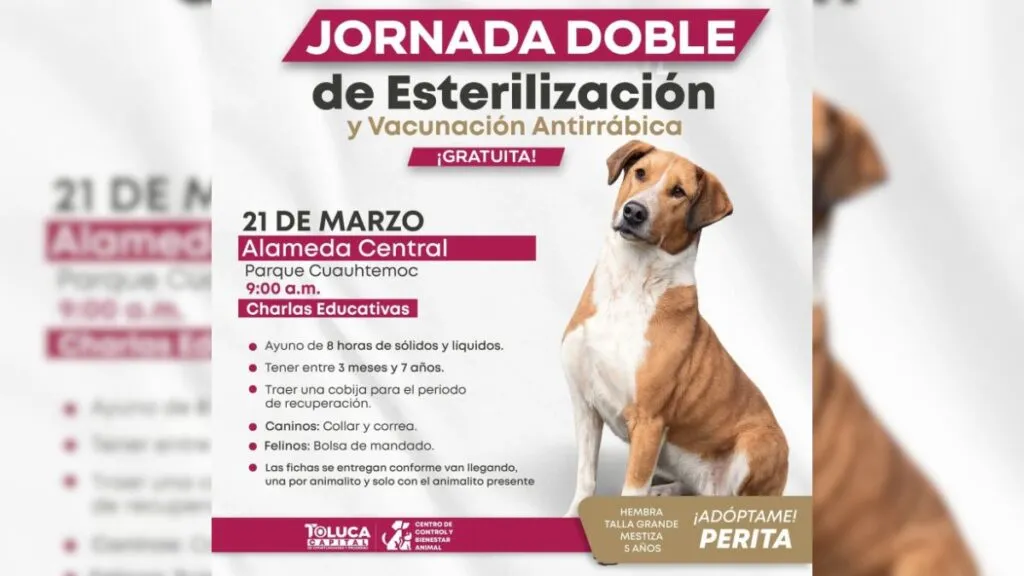Campaña de esterilización GRATIS en Toluca: Fecha y requisitos
