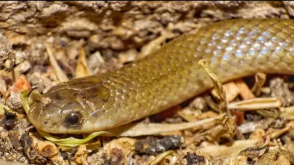 Hasta el momento, se tiene registro de únicamente tres ejemplares, de los cuales solo uno ha sido observado con vida en la cuenca del río Balsas.