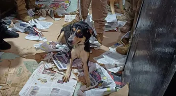 El día hoy al rededor de 60 perritos en condiciones de hacinamiento al interior de un domicilio ubicado en el Unidad CTM Culhuacán fueron rescatados por elementos se la Secretaría de Seguridad Ciudadana y la Procuraduría Ambiental y de Ordenamiento Territorial (PAOT). Foto: Twitter