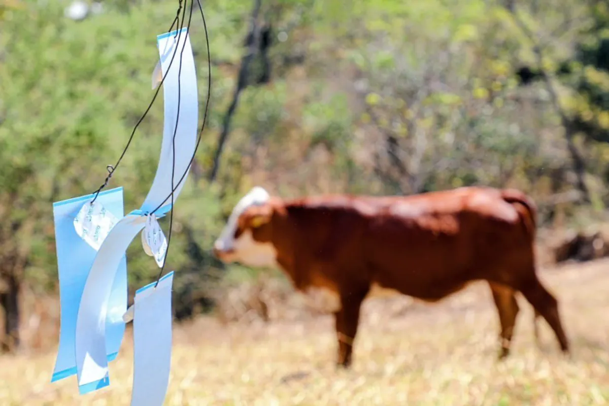 En Edomex lanzan campaña en lenguas indígenas contra gusano barrenador
