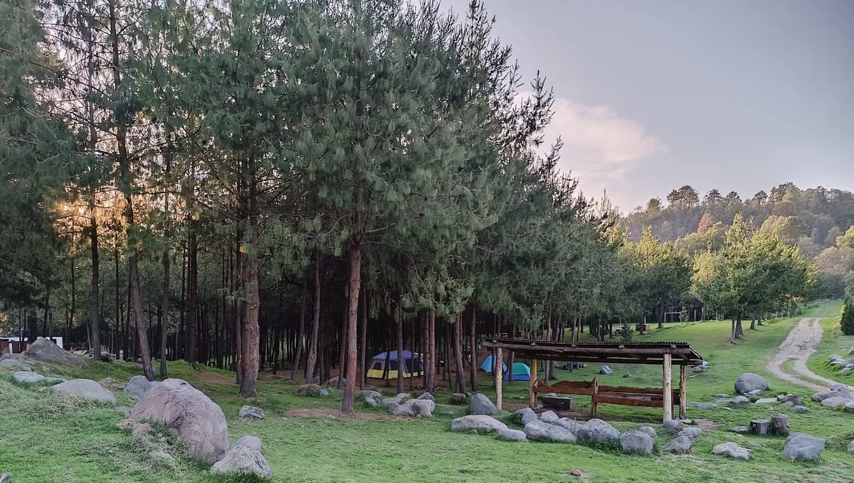 Plagas y falta de agua afecta la zona de los volcanes