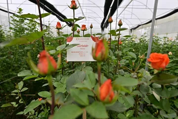 Edomex impulsa rutas turísticas del mezcal y la flor