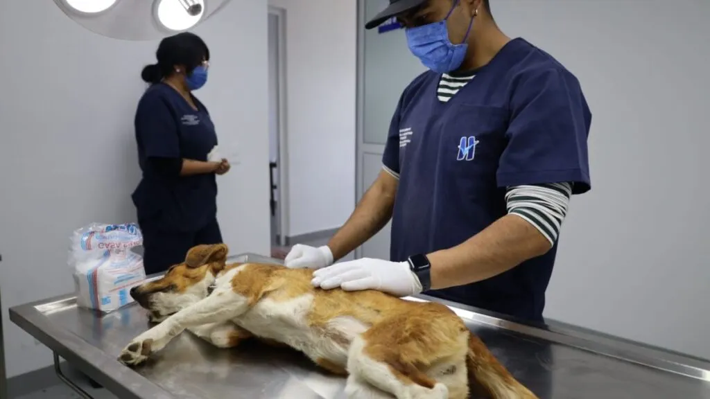 Huixquilucan brinda más de 600 consultas médicas y esterilizaciones gratuitas para mascotas