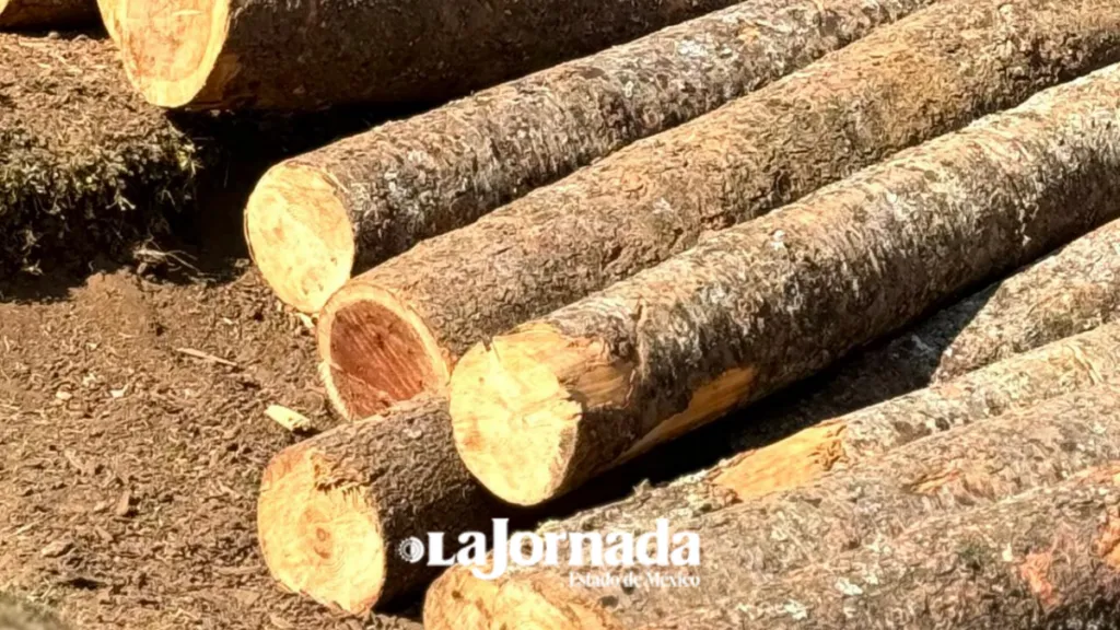 Fiscalía Especializada y Comités Municipales para erradicar tala clandestina