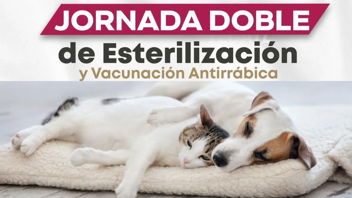 Campaña de esterilización GRATIS en Toluca: Fecha y requisitos