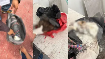 Veterinaria de Ecatepec escondía cadáveres de animales; autoridades ya investigan el caso