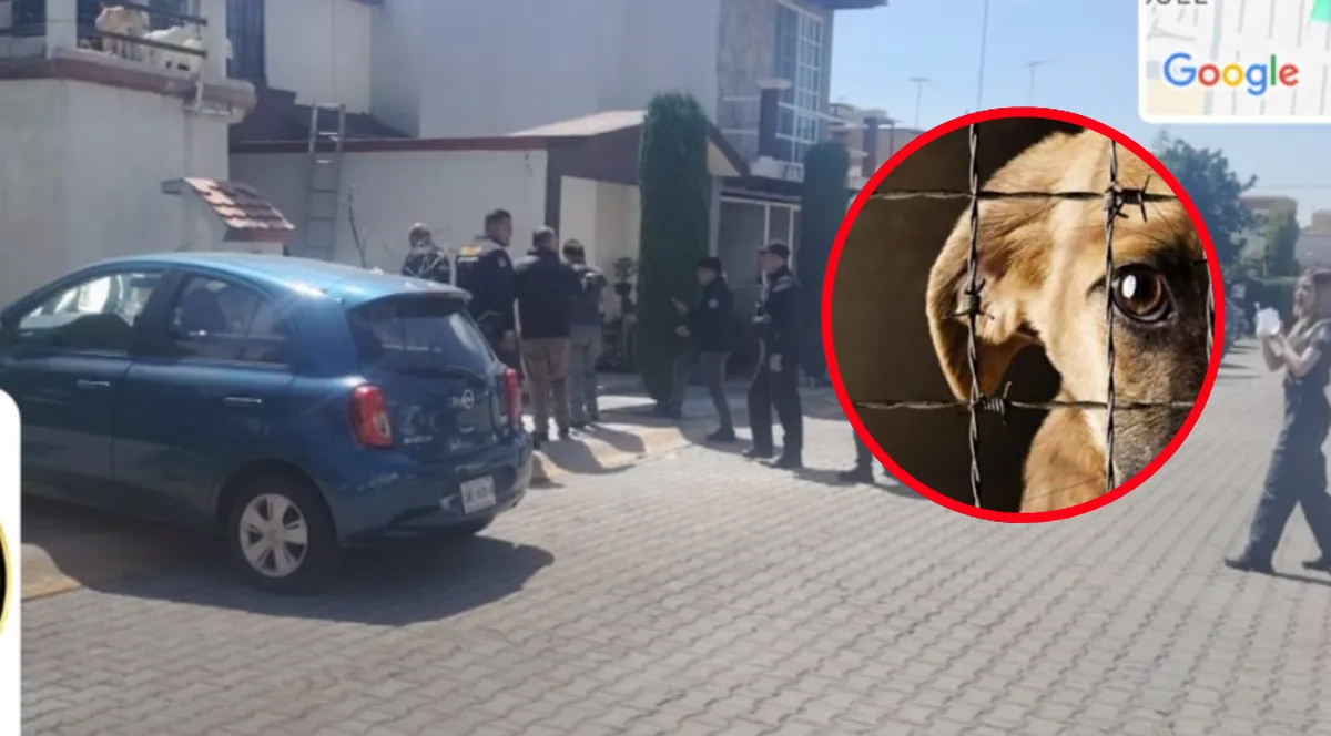 Alerta en Cuautitlán Izcalli: Aumentan denuncias por maltrato animal