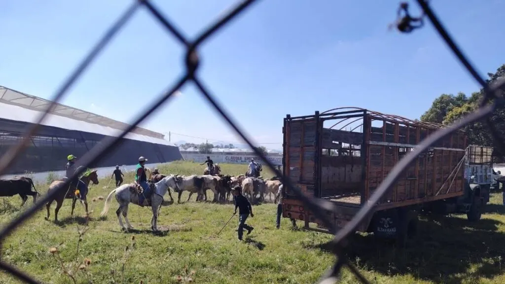 Se escapa ganado y causa caos vial en Texcoco