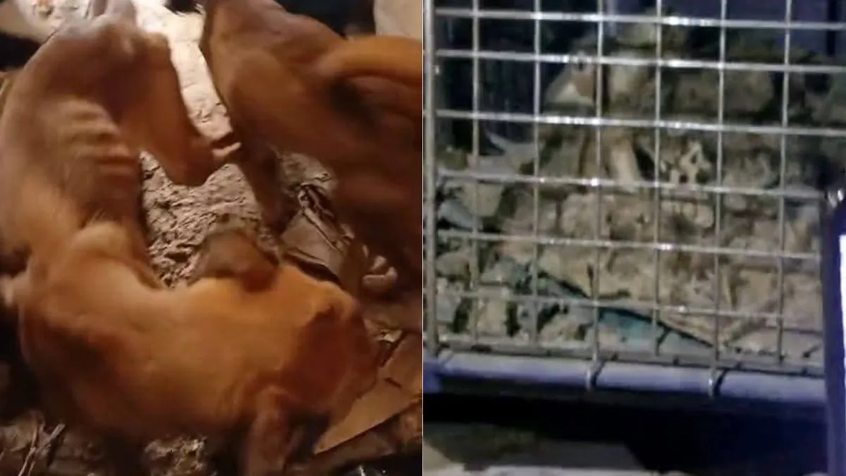 Ciudadanos de Jardines de Atizapán piden castigo para vecina por maltrato animal