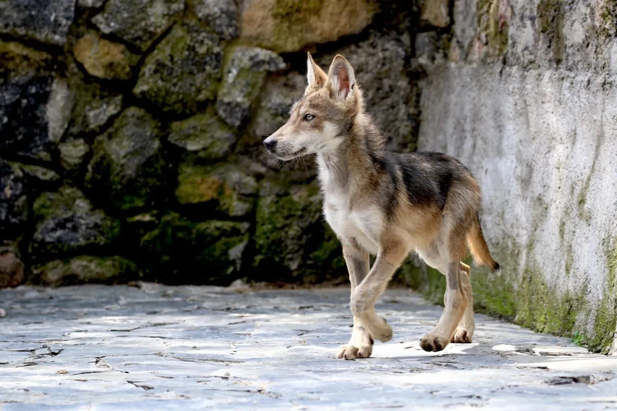 Buscan regresar al Lobo Gris Mexicano a su hábitat natural