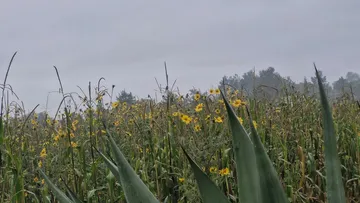 Ejidatarios denuncian grave daño ambiental en Sierra de Tepotzotlán por vehículos 4×4