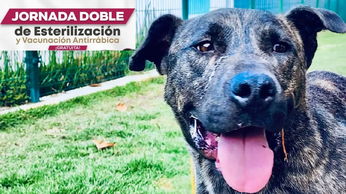 Toluca prepara jornada de esterilización en San Cristóbal Huichochitlán