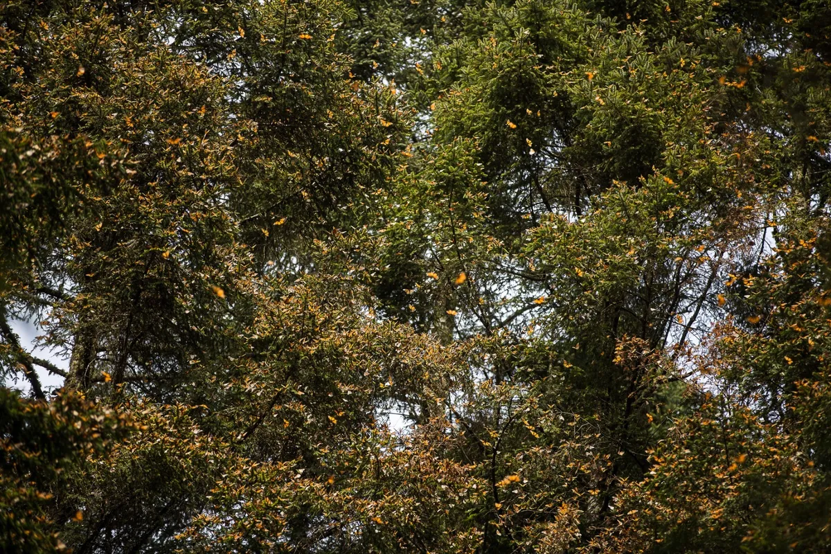 Bosques listos para el avistamiento de la Mariposa Monarca en Edomex