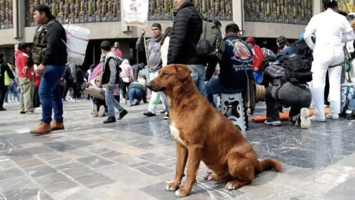 Convocan a voluntarios para ayudar a perros abandonados en la Basílica de Guadalupe