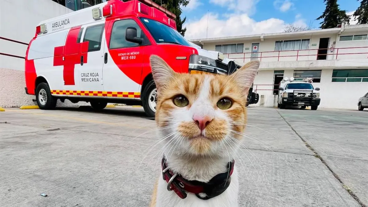 Cruzberto, el gato de la Cruz Roja Toluca, muere tras un incidente vial