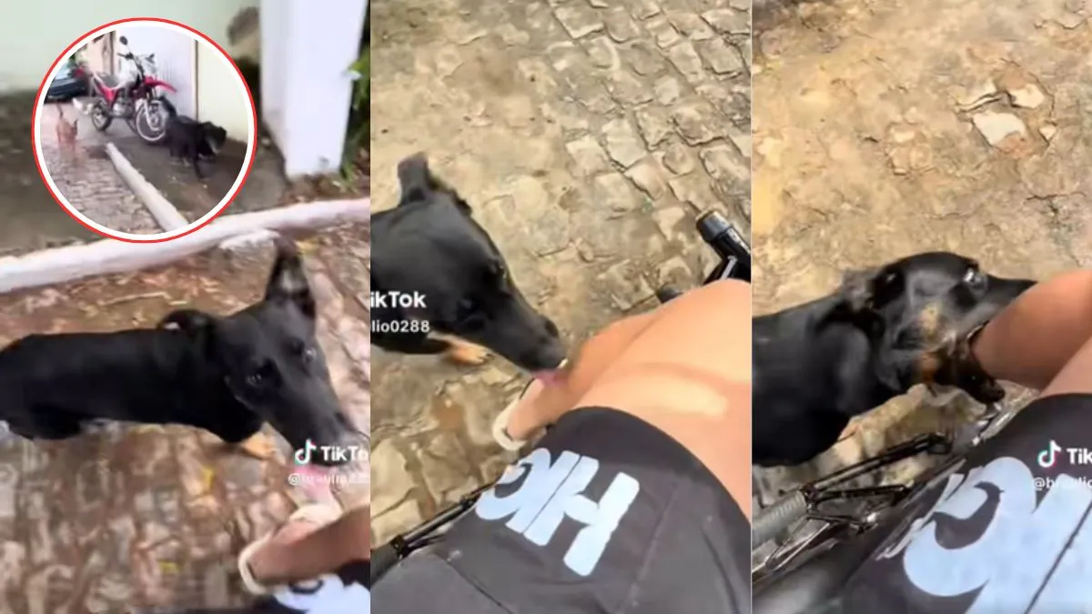 Perrito corretea e intenta morder a motociclista, era "su primera chamba" [VIDEO]