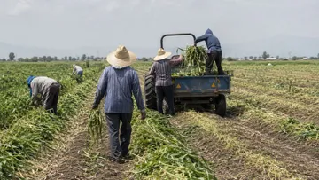 Gobierno federal apuesta al campo para consolidar la soberanía alimentaria