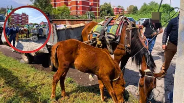 Una yegua y su cría son rescatados, eran usados para transportar basura en Coacalco