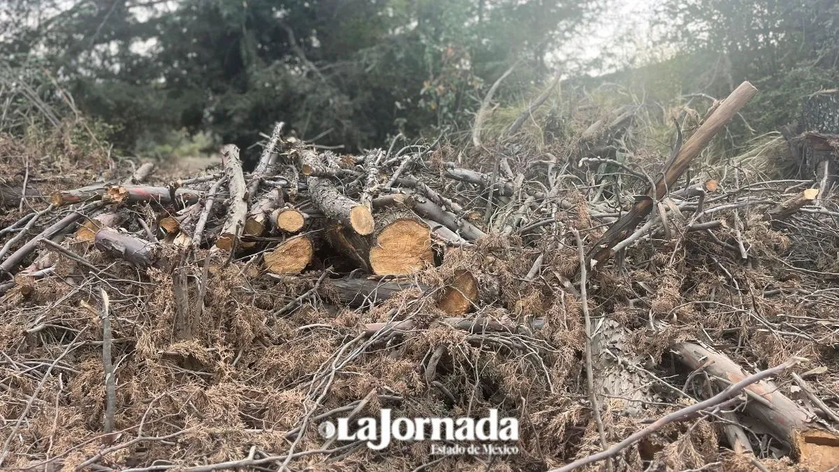 Tala ilegal en el Estado de México