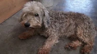 Foto de un perrito de la calle con motivo de los preocupantes números en el Edomex.