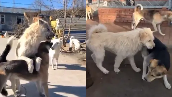 Rey Charles, el perro callejero viral de China, calma a los más agresivos con su sola presencia. ¿Quién es este lomito con aura única?