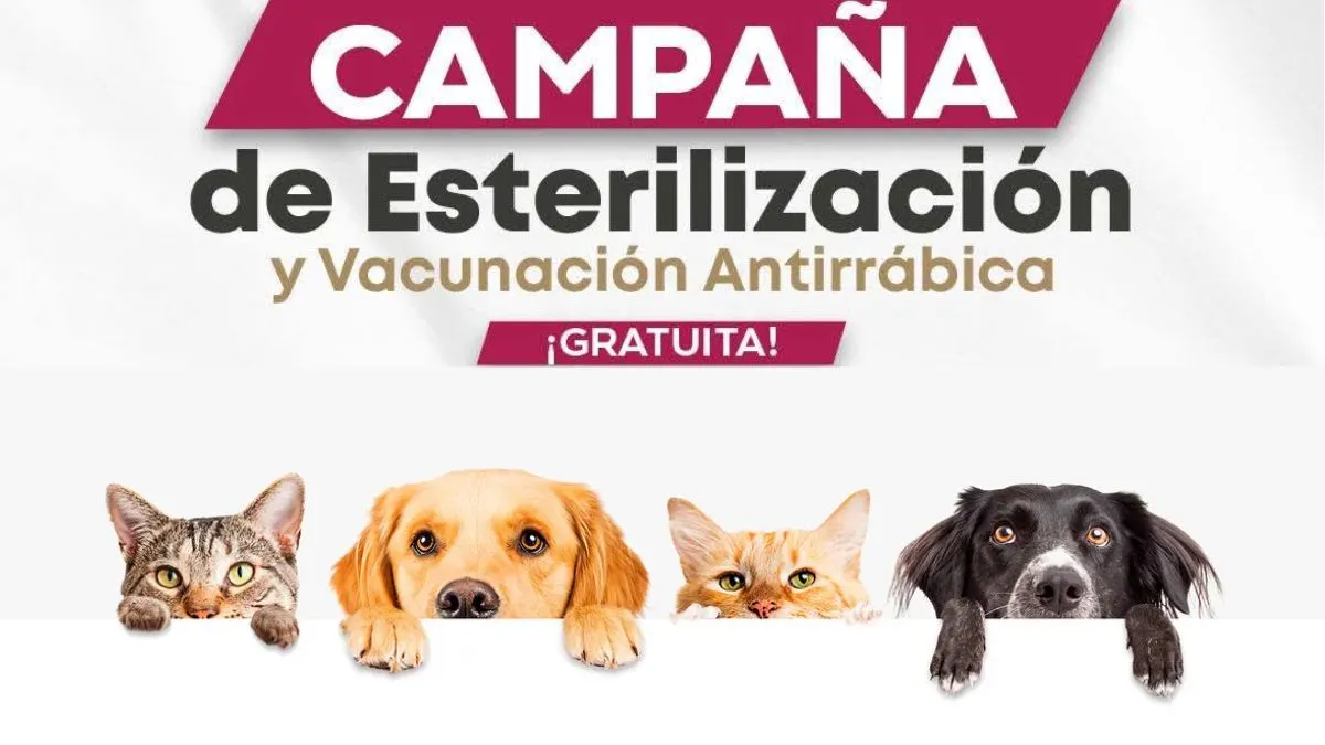 Campaña de esterilización gratis en Toluca. Fecha, requisitos y ubicación