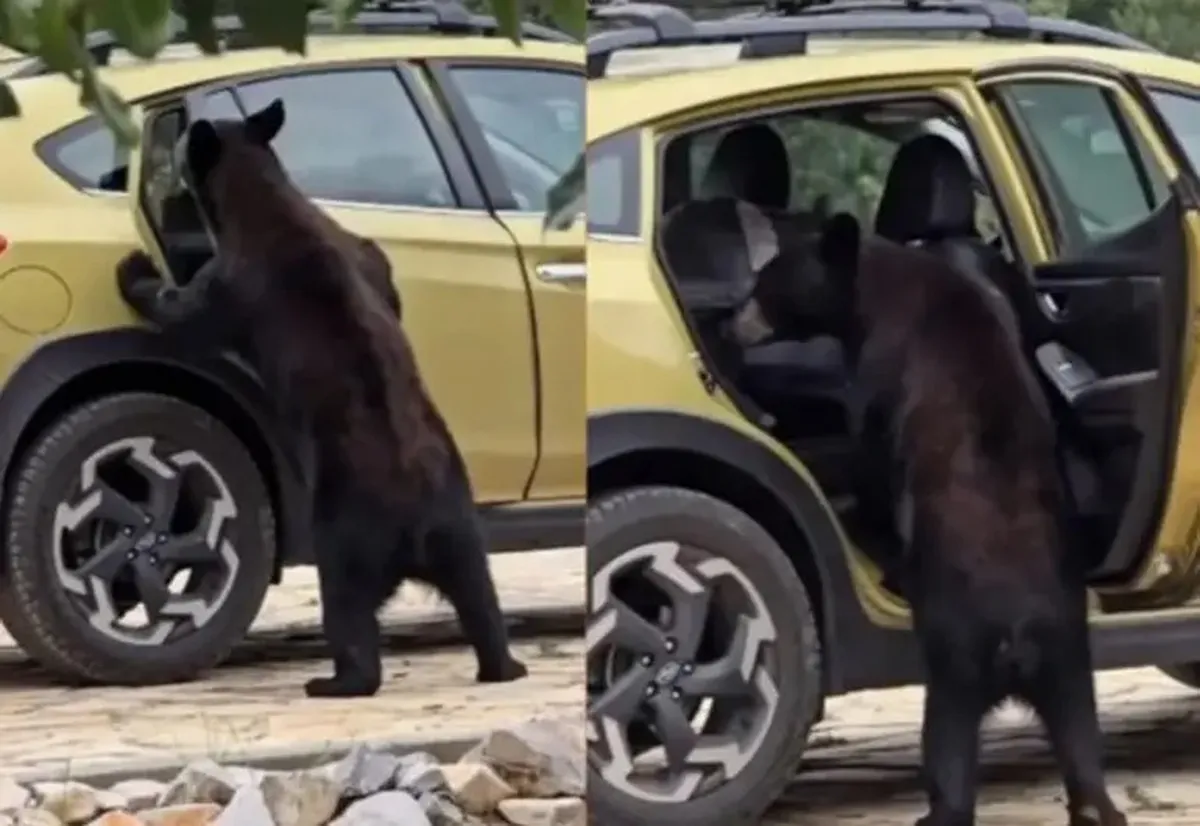 [VIDEO] Captan a oso negro abriendo vehículos en Coahuila