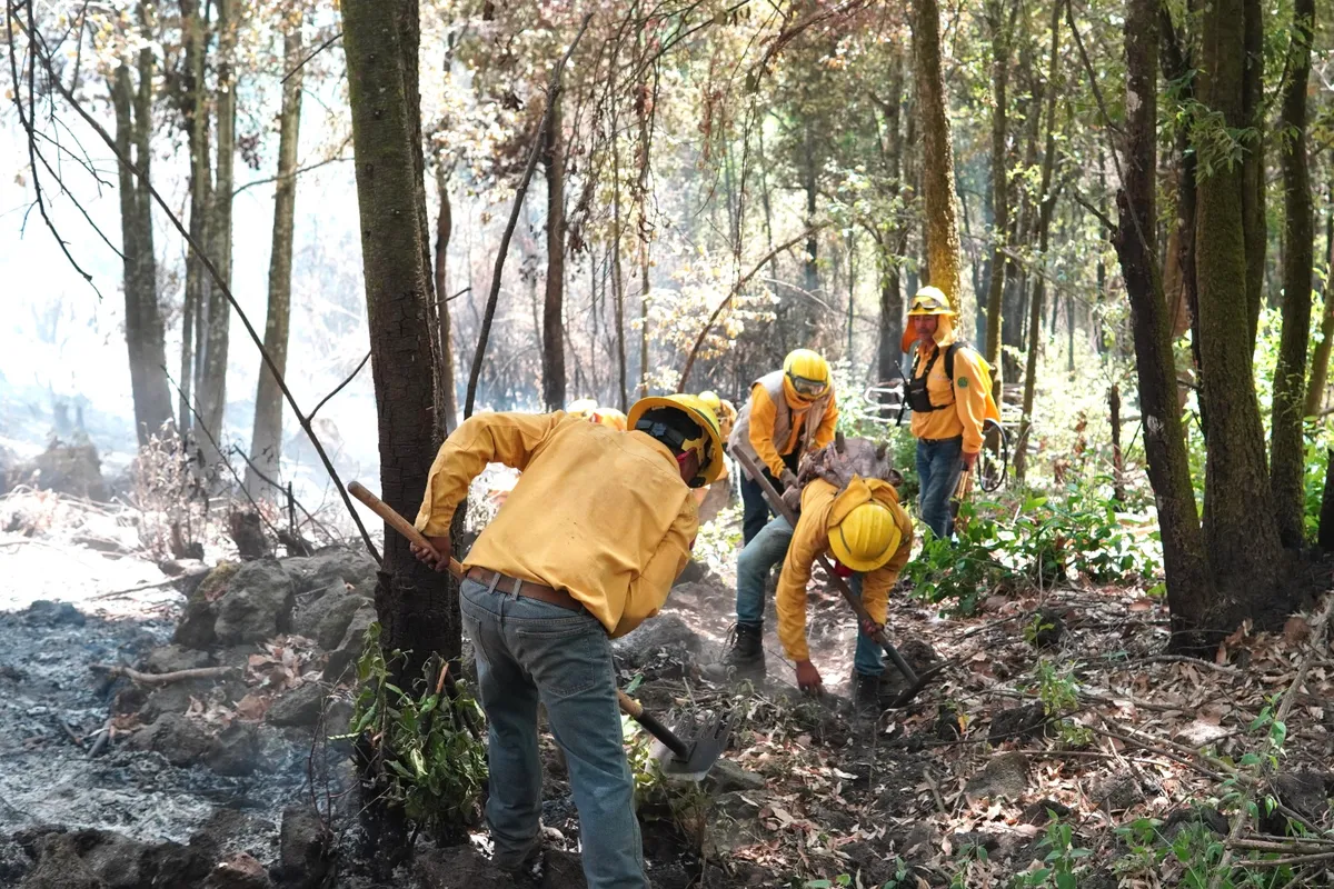 Brechas cortafuego, una herramienta clave en la lucha contra los incendios forestales