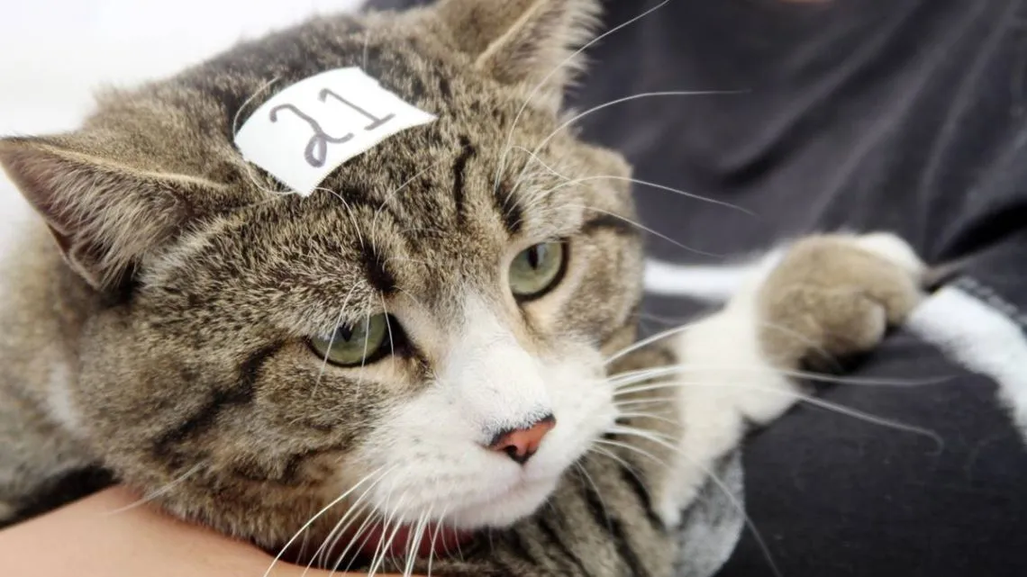 Ecatepec ha esterilizado a más de 15 mil mascotas para prevenir el maltrato animal