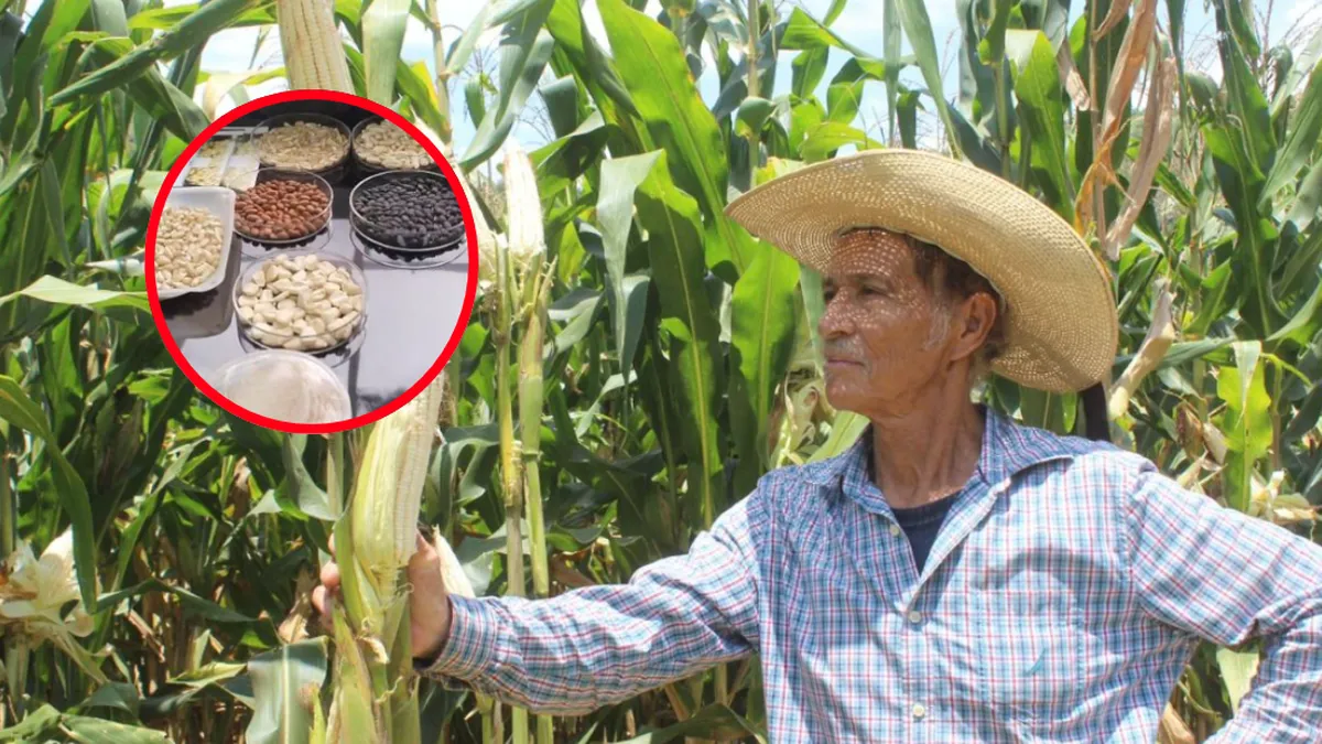 Más de 2,900 productores del Edomex reciben capacitación para mejorar la producción de maíz