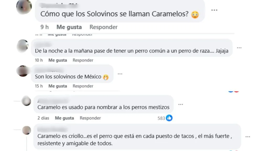 Perro caramelo es reconocido como raza mexicana y desata furor de la ciudadanía