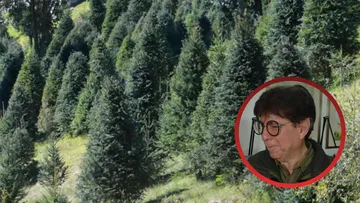 Edomex intentará superar derrama de 300 mdp por árboles de navidad: Probosque