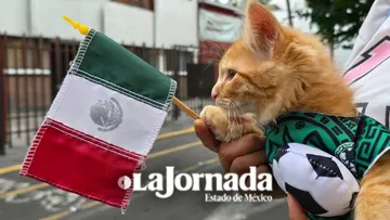 Edomex publica Ley de Bienestar Animal; castigan con mayor severidad maltrato