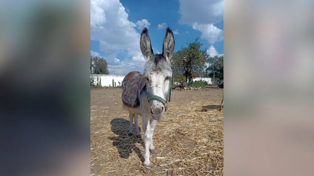 Otumba: Burrolandia suma 98 ejemplares al cierre del 2025