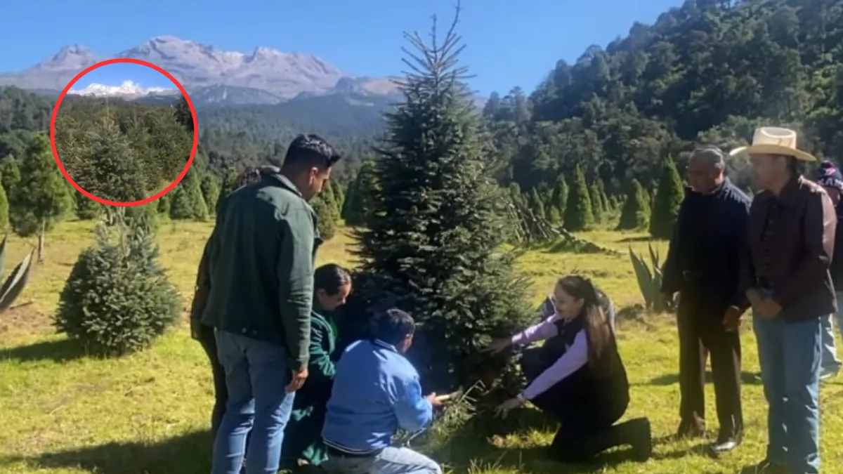 Productores llaman a comprar árboles mexicanos para impulsar la economía local