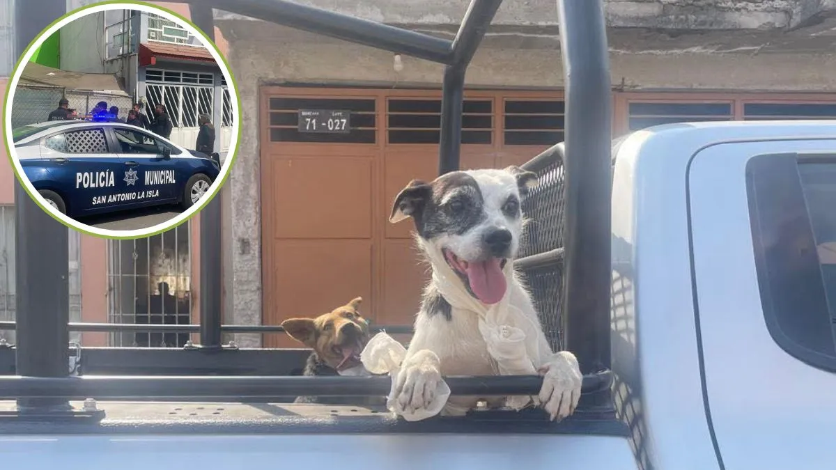 Autoridades de San Antonio La Isla recuperan a tres perritos de un domicilio