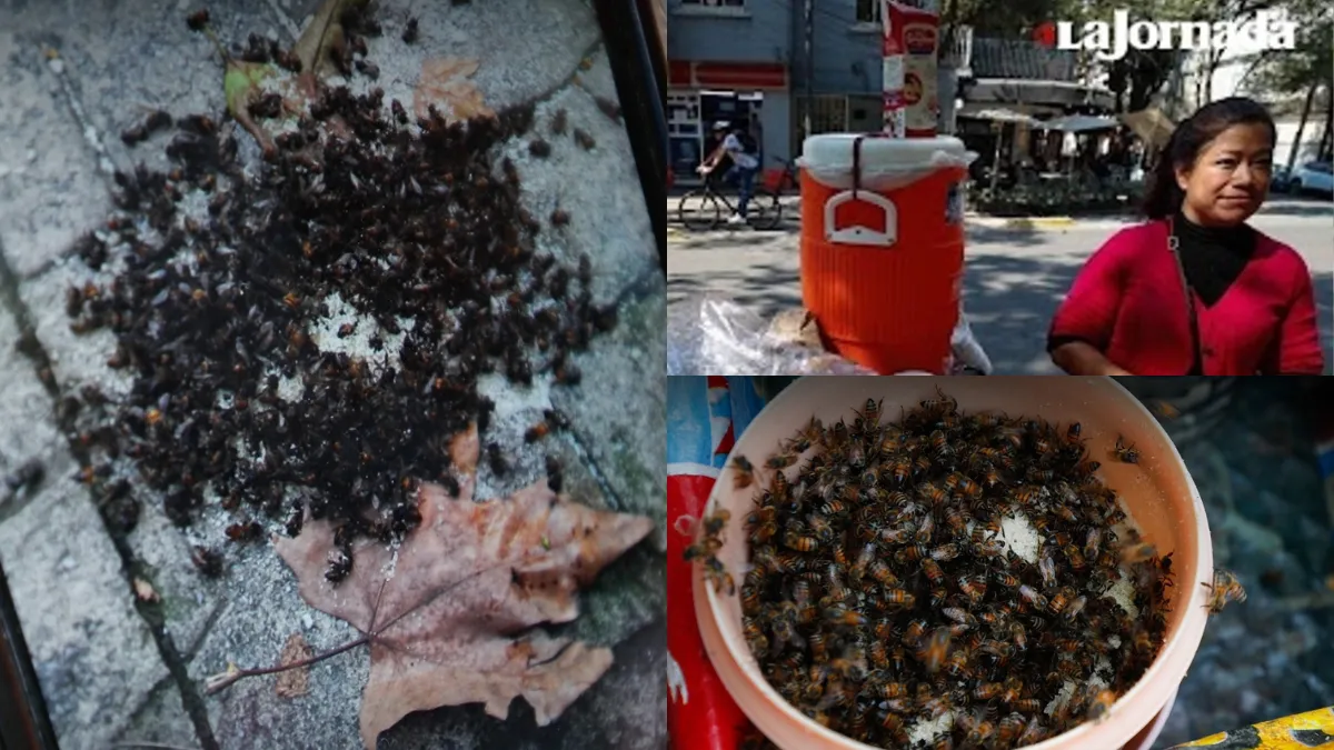 "La Reina de las Abejas" vs. un cafetalero: La historia de maltrato ambiental que indigna a la Condesa.